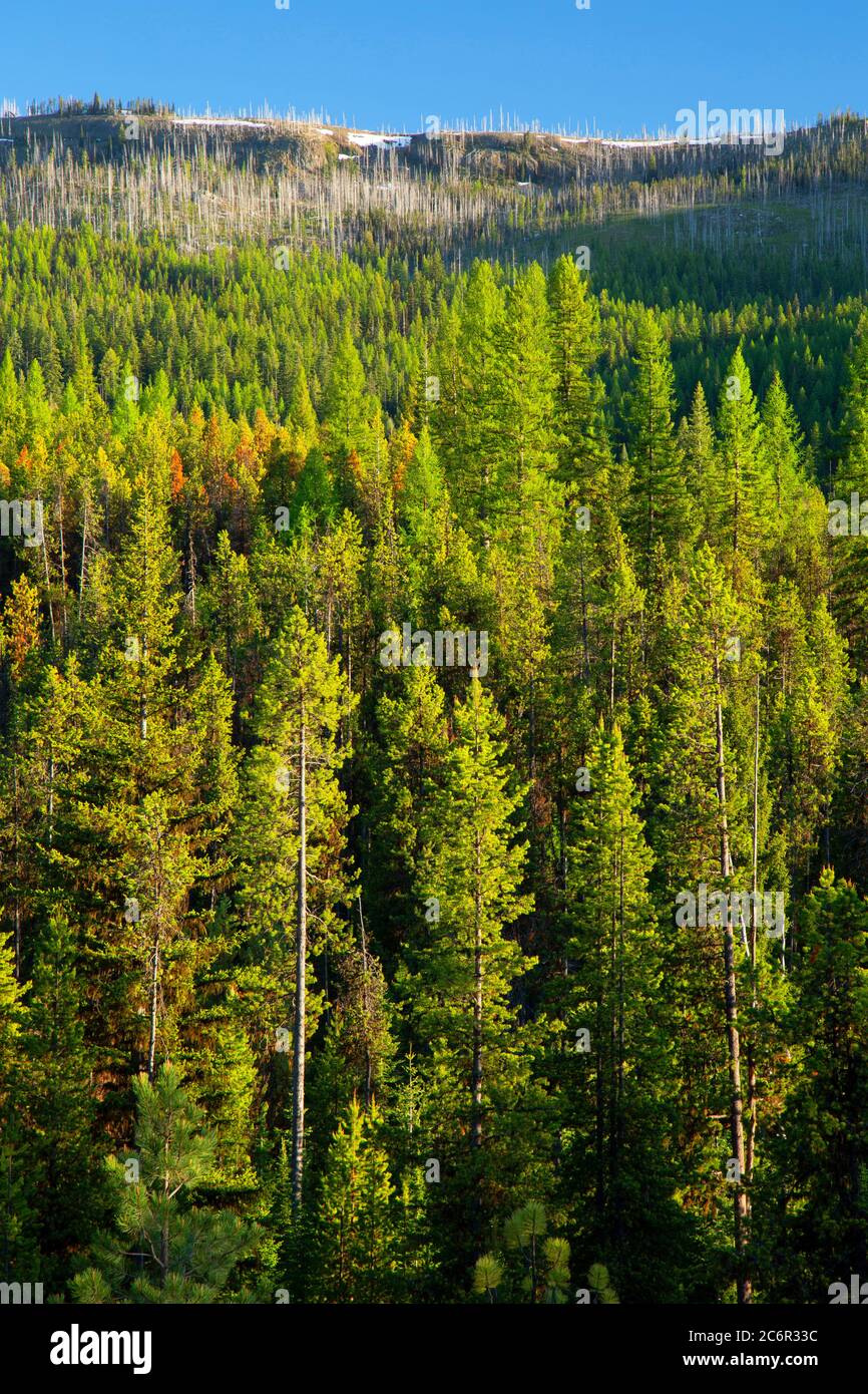 Forest near Desolation Meadows, Umatilla National Forest, Oregon Stock