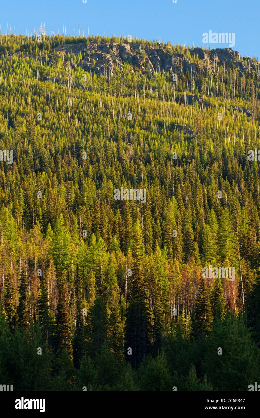 Forest near Desolation Meadows, Umatilla National Forest, Oregon Stock