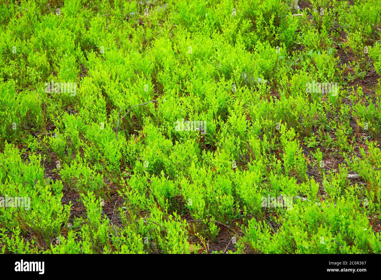 Dwarf huckleberry, Umatilla National Forest, Oregon Stock Photo