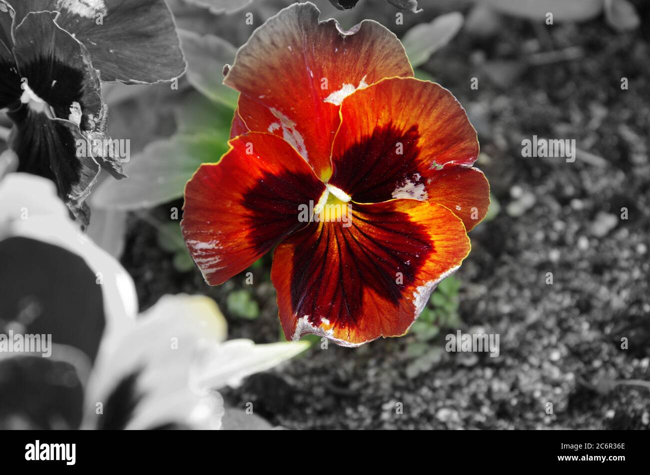 flower Stock Photo