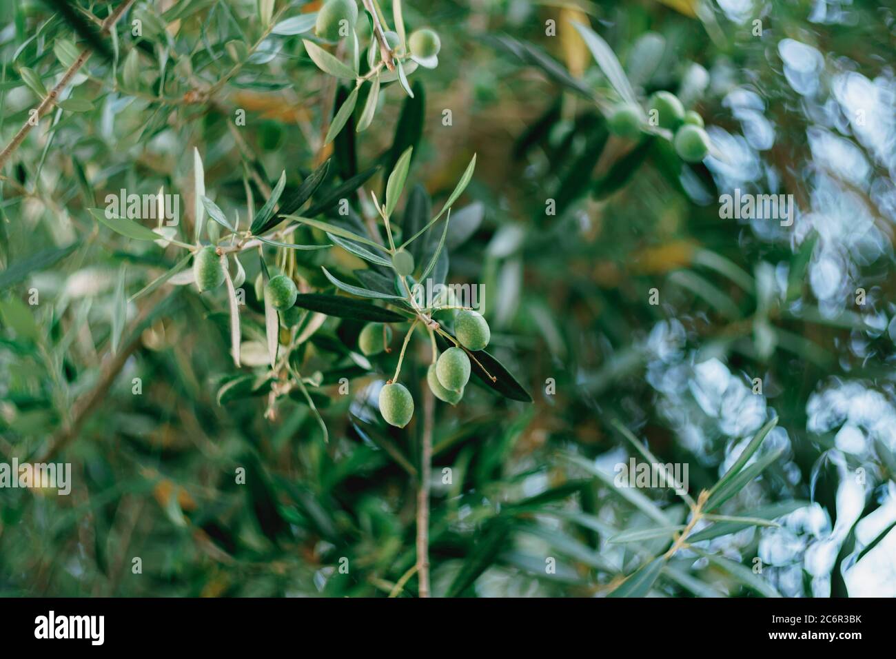 A close-up of green olive fruit on the branches of the tree among the ...
