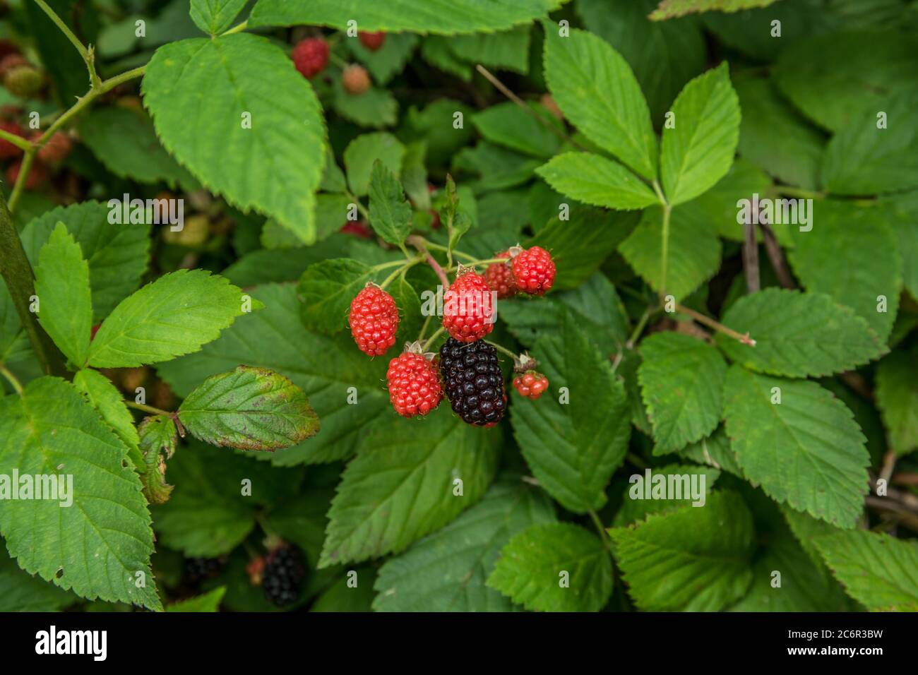 Closeup of a bush of blackberries ripening from red to black then ripe to pick and eat in the summertime Stock Photo