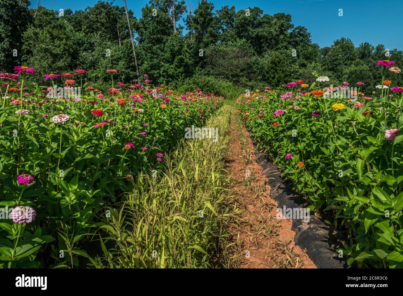Rows of zinnias and dahlias mixed together in a farm field full of bright vibrant colors in the summertime sun Stock Photo