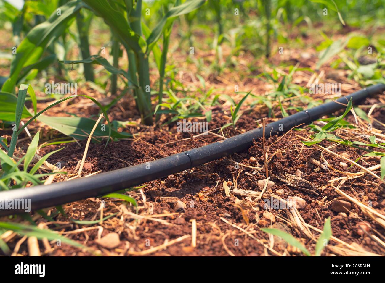 Drip Irrigation System Close Up. Water saving drip irrigation system