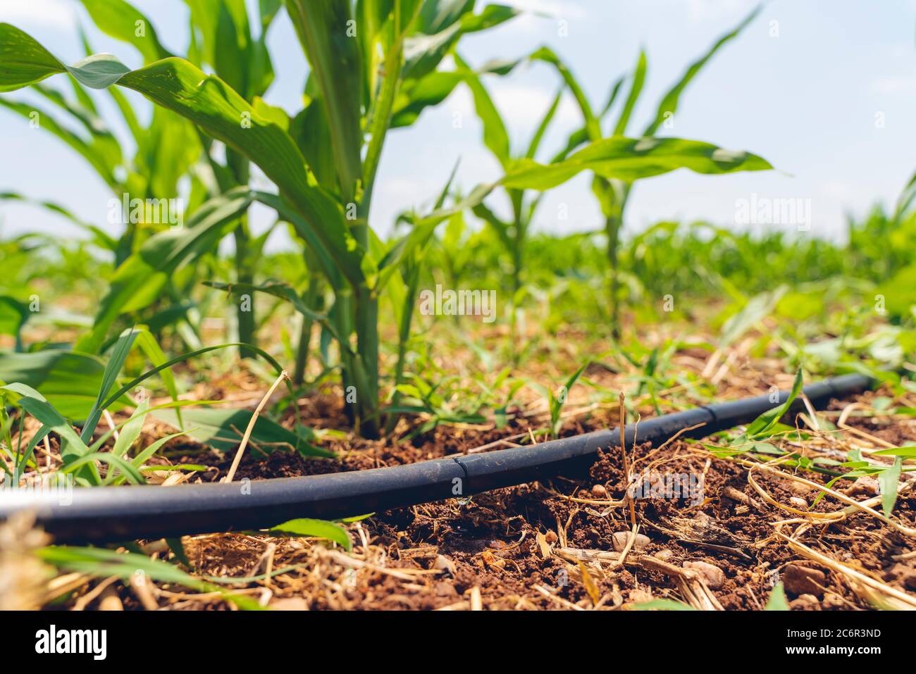 Drip Irrigation System Close Up. Water saving drip irrigation system being used in a Corn field. Stock Photo