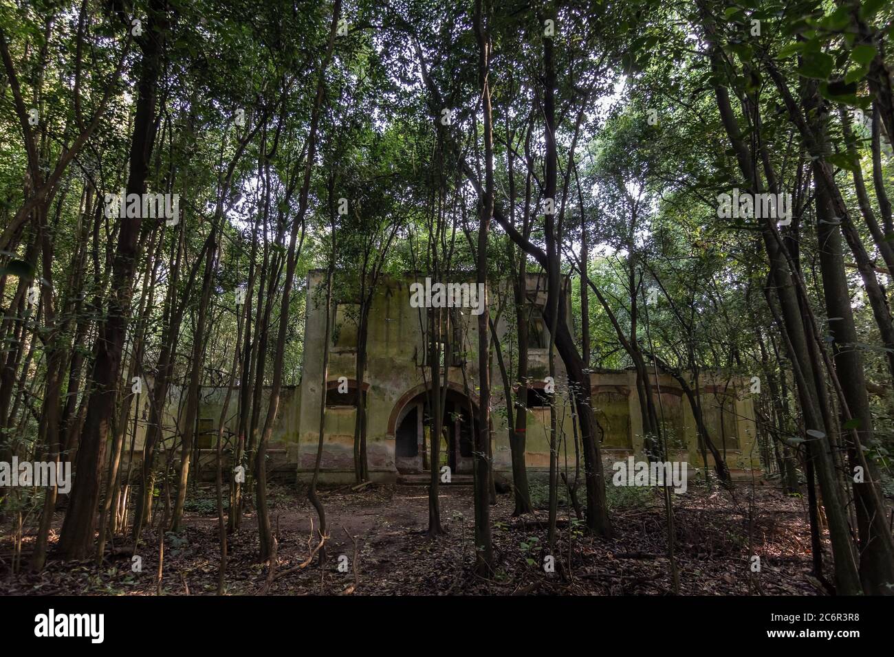 Bosque campo campo verano hi-res stock photography and images - Alamy