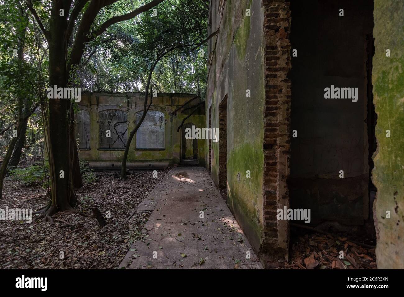 Bosque campo campo verano hi-res stock photography and images - Alamy