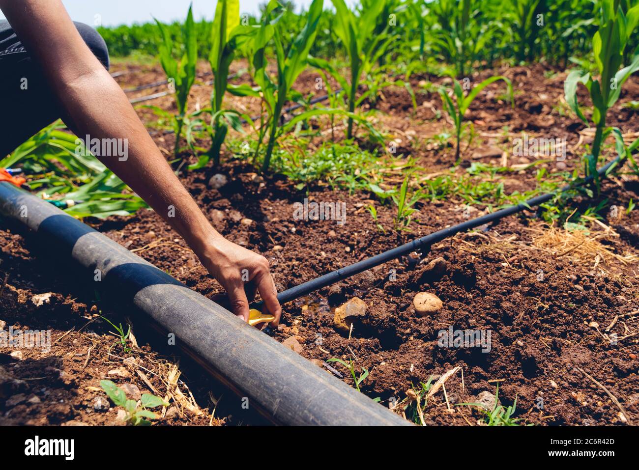 Farmer are Installation of drip irrigation system used in agriculture