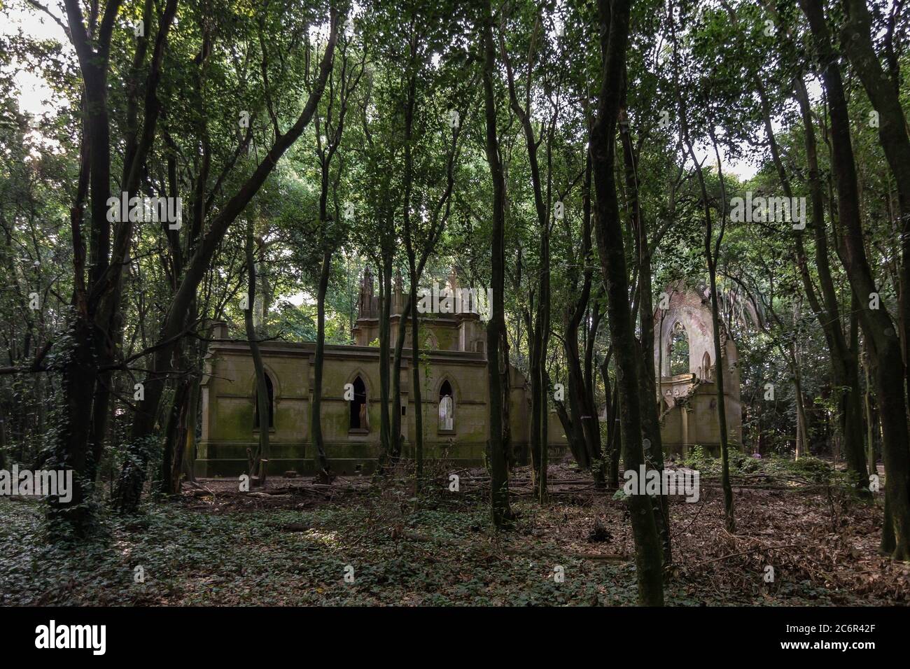 Bosque campo campo verano hi-res stock photography and images - Alamy