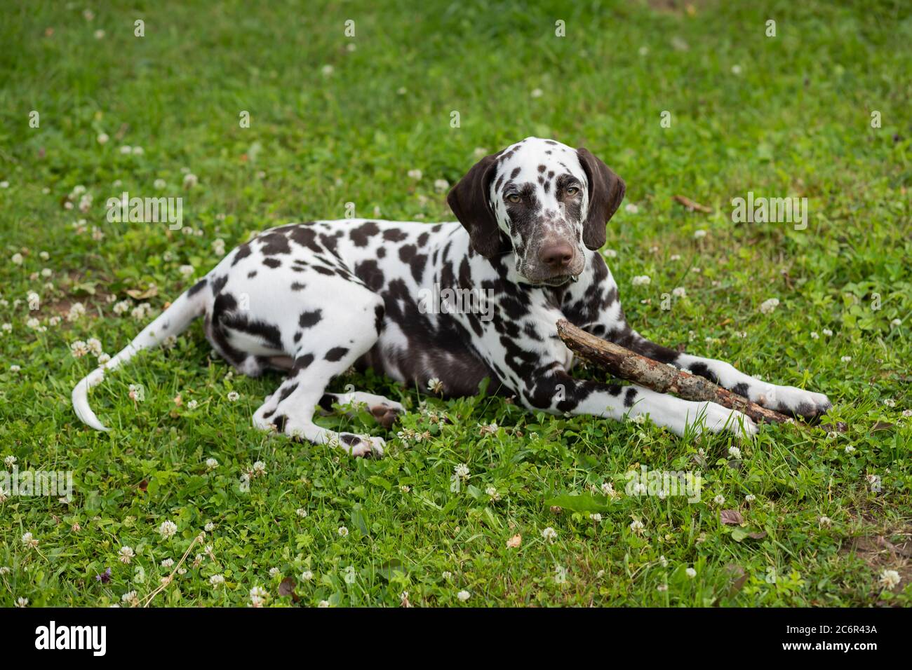 Sweet cute dalmatian dog puppy lying on the meadow and chewing on ...