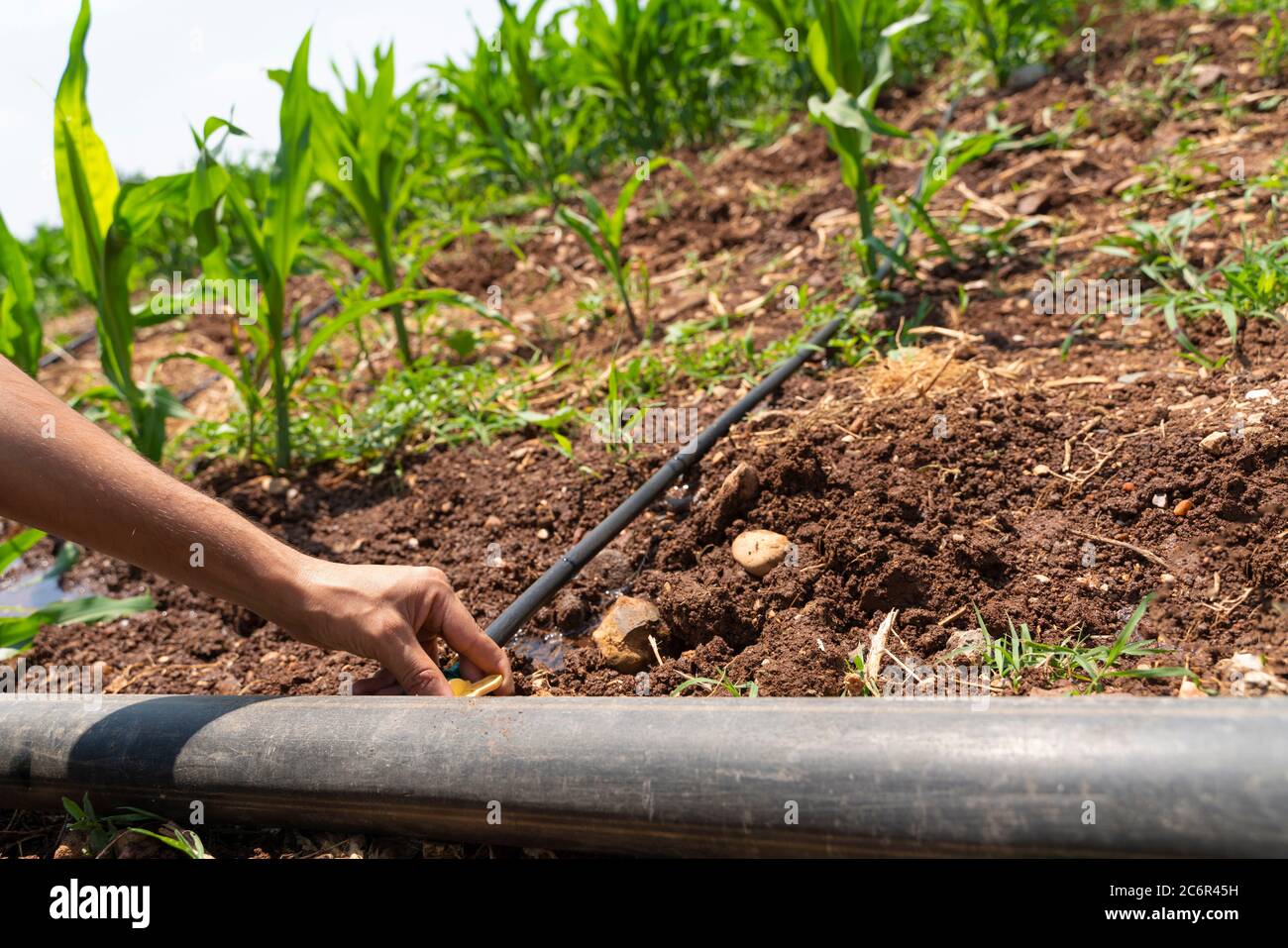 Farmer are Installation of drip irrigation system used in agriculture. It is the use of technology to reduce costs and increase productivity. Stock Photo