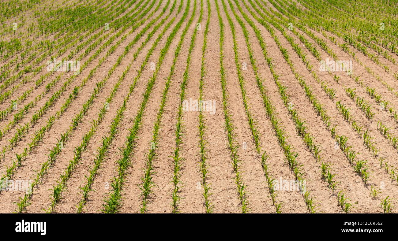 Rows of young corn shoots on a cornfield Stock Photo