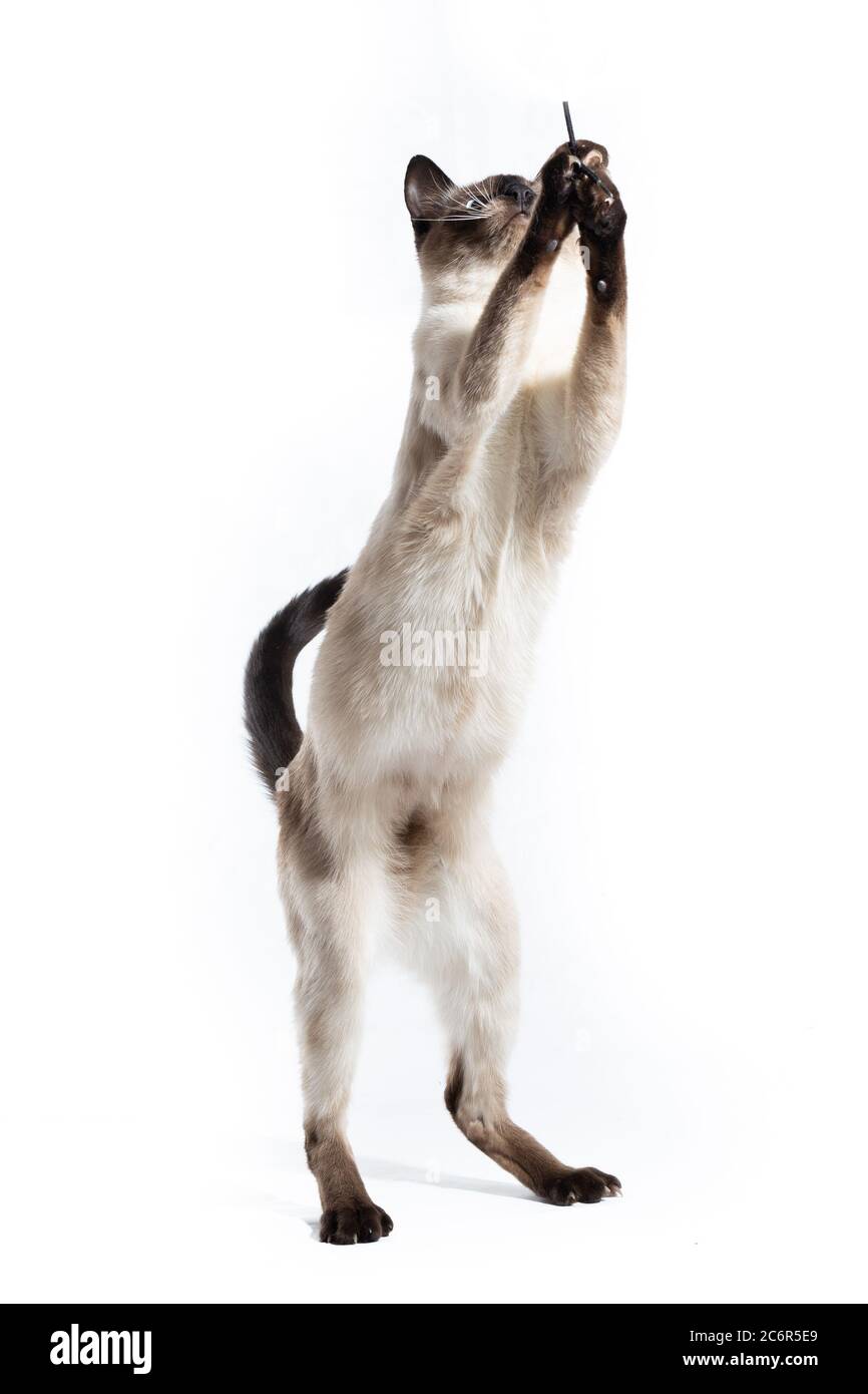 The cat stands on its hind legs on a white background Stock Photo Alamy