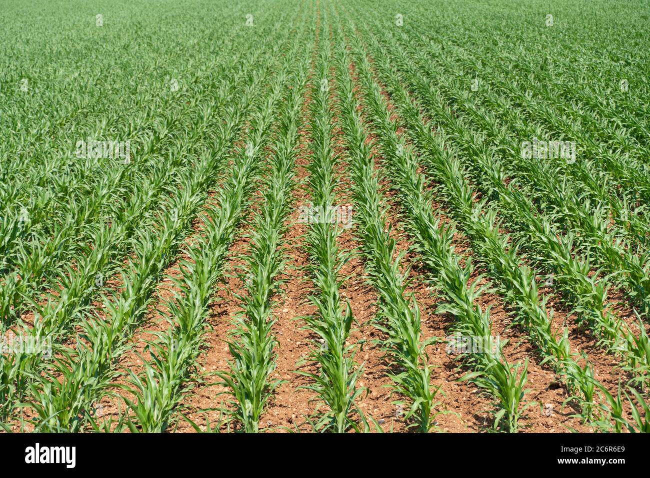 Rows of young corn shoots on a cornfield Stock Photo - Alamy