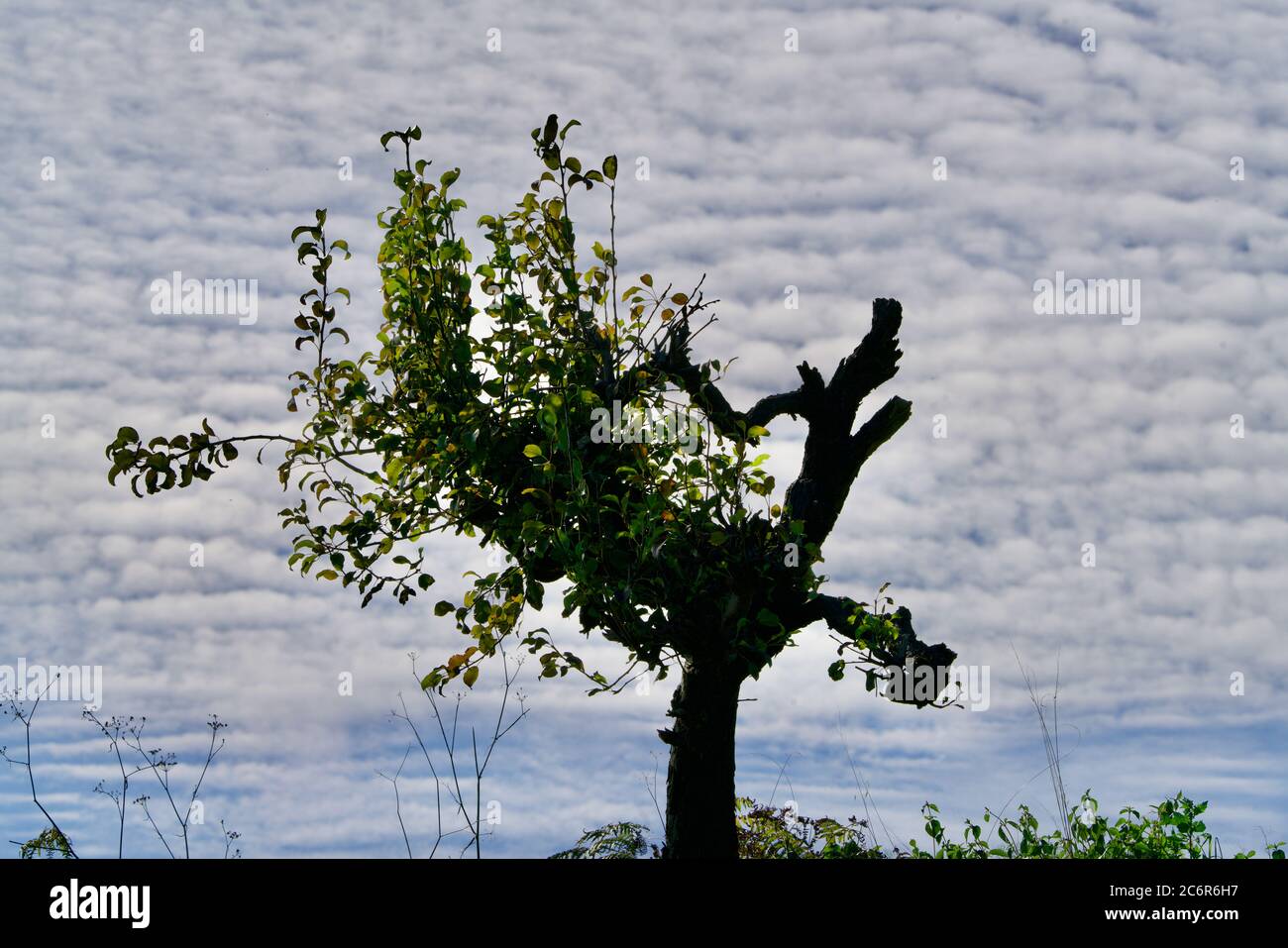 Morbit but green interesting tree under fleecy clouds Stock Photo