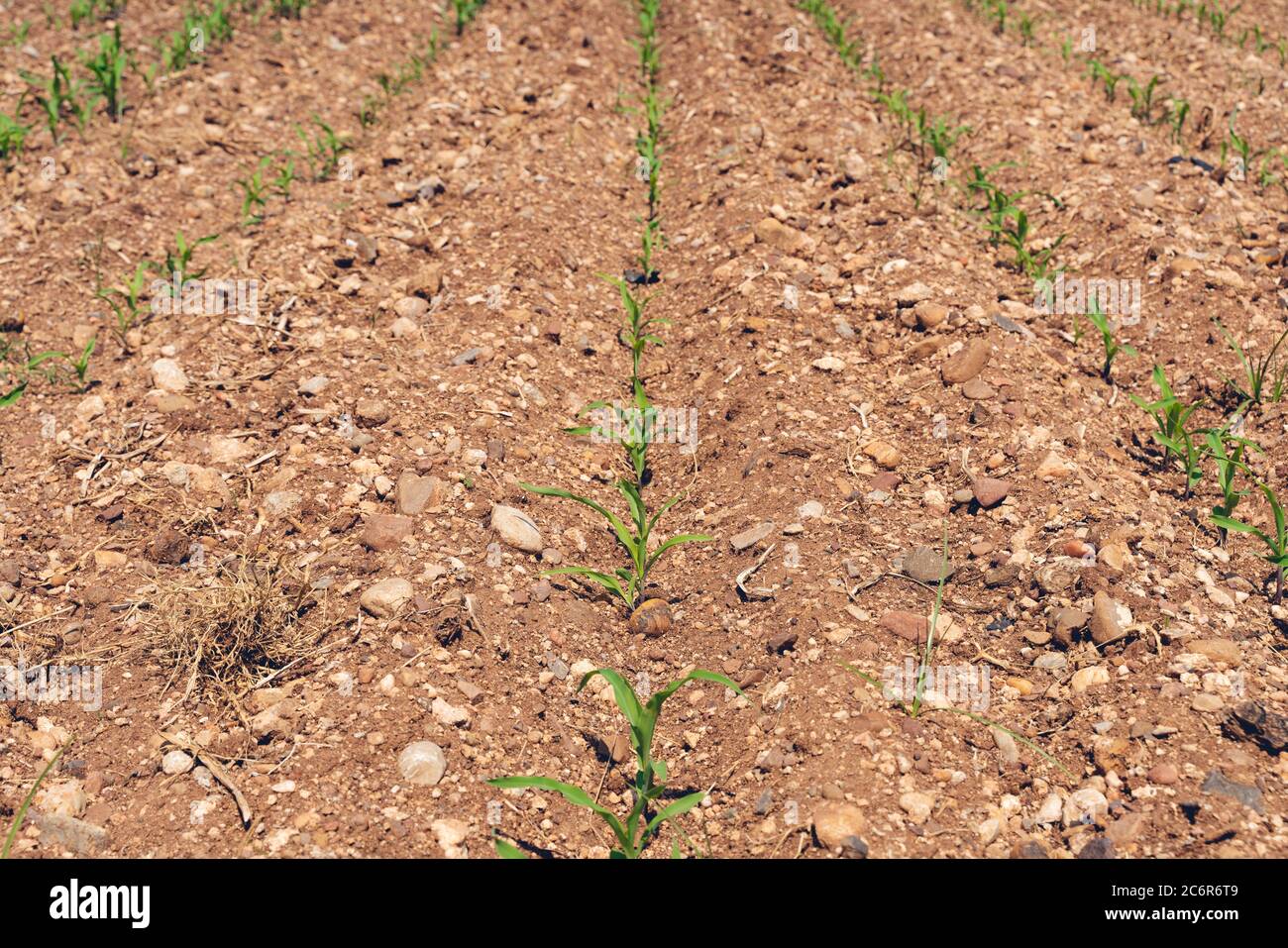 Young Corn Shoots High Resolution Stock Photography and Images - Alamy