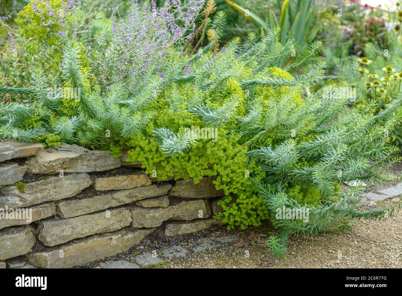 Steppen-Wolfsmilch Euphorbia seguieriana subsp. niciciana, Steppes spurge Euphorbia seguieriana subsp. niciciana Stock Photo