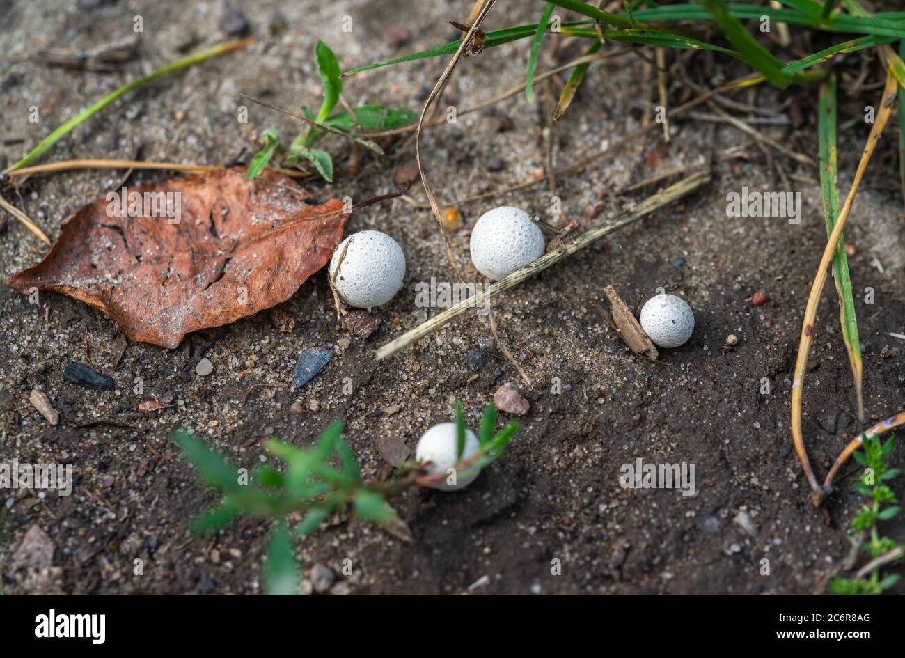 White Bovista dermoxantha mushrooms known as puffball mushrooms emerging from the acidic soil of the woodland area of Koenigsheide, Berlin, Germany Stock Photo