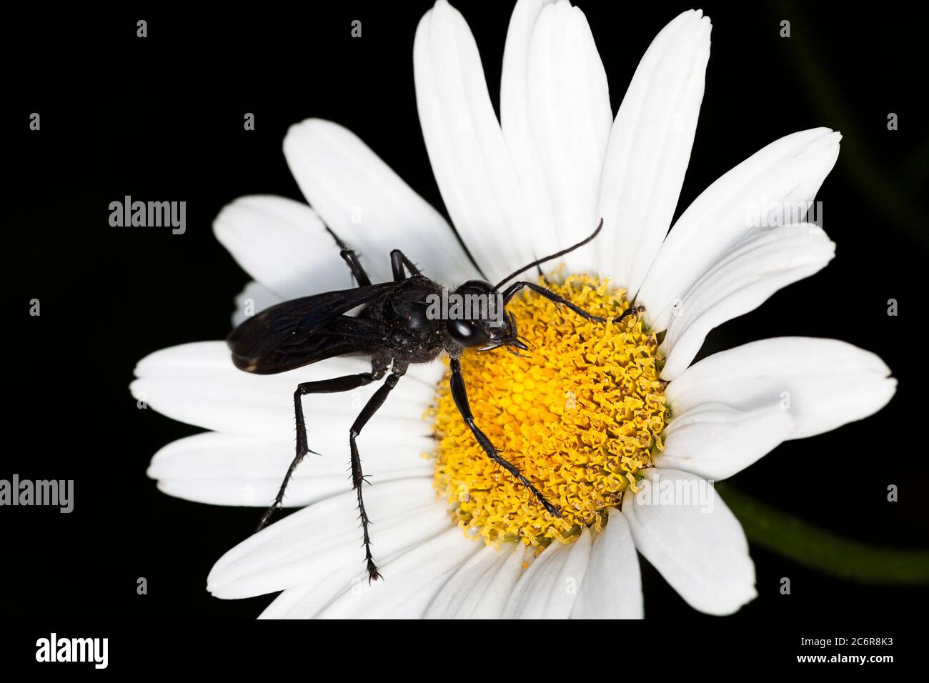 A great black wasp searches for necter on a shasta daisy. The white petals stand out on the black background. Stock Photo