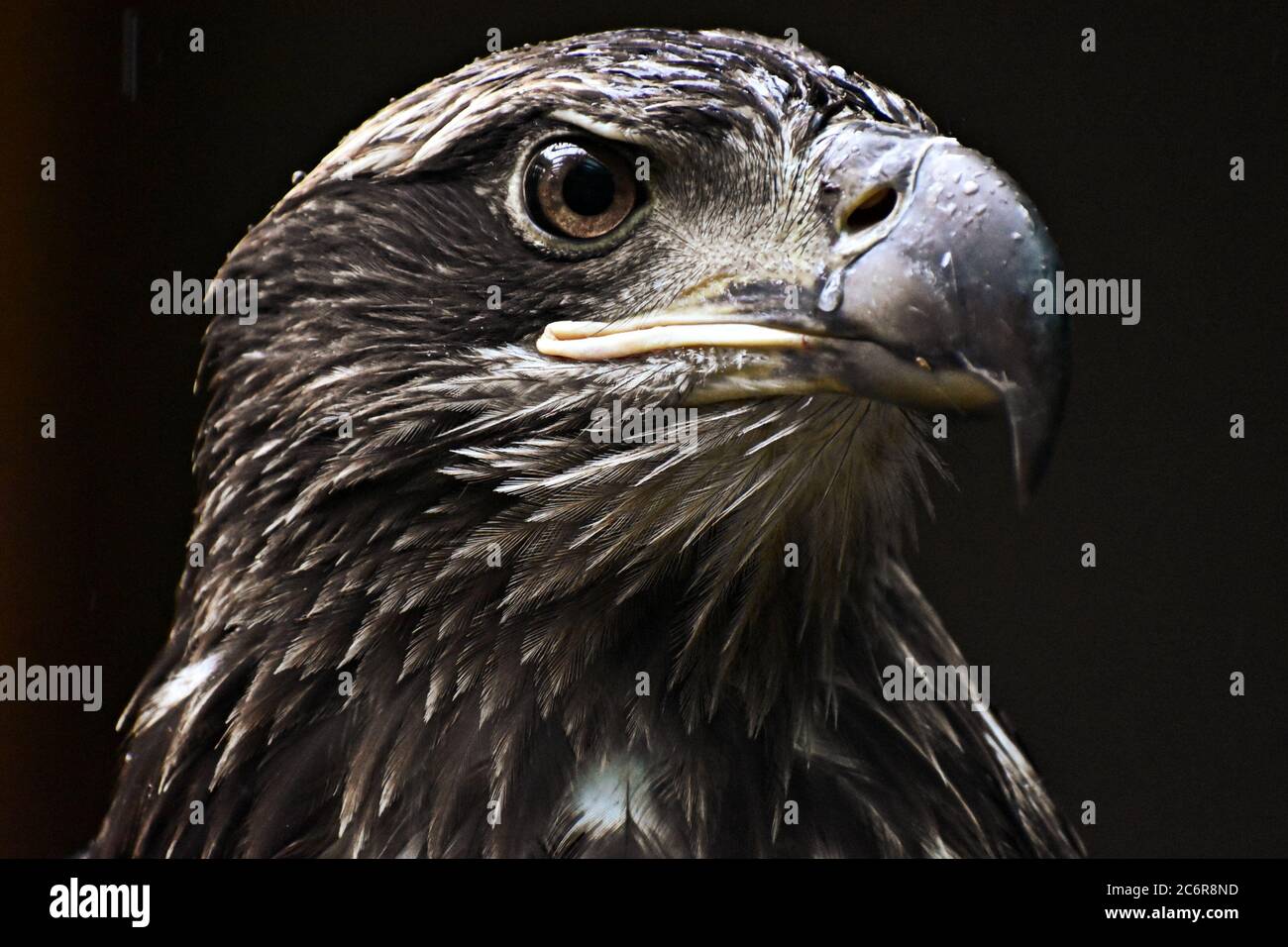 Young Bald Eagle in the Rain Stock Photo