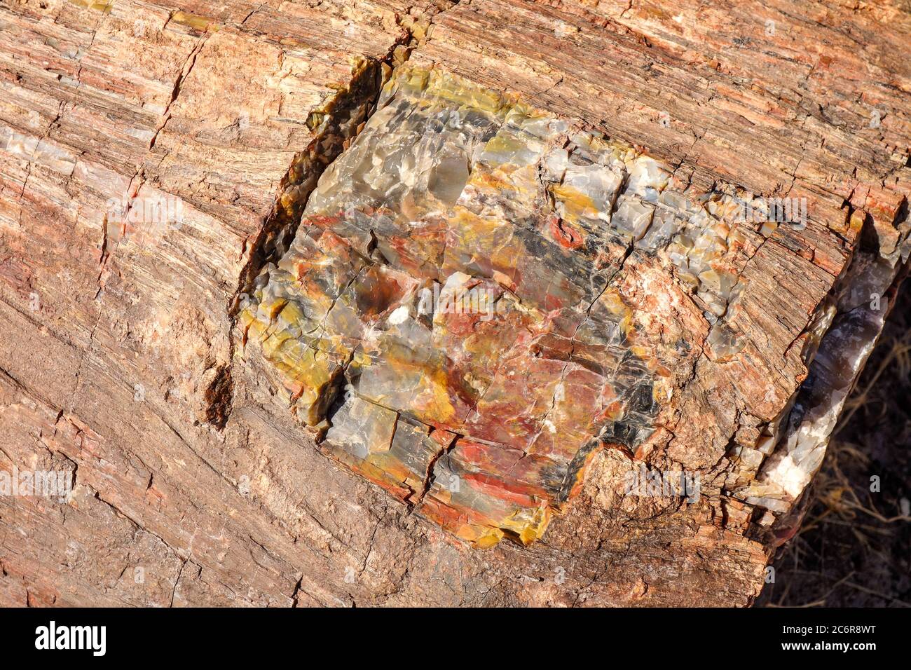 Fossilized petrified wood in Petrified Forest National Park, Arizona Stock Photo