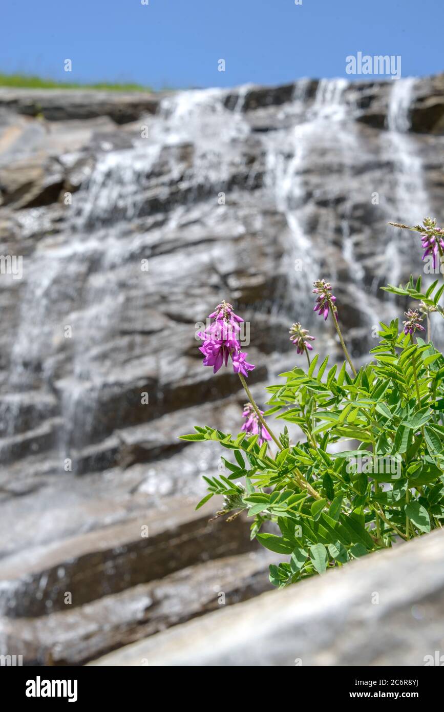 Alpen-Suessklee Hedysarum hedysaroides, Alpine sweet clover Hedysarum hedysaroides Stock Photo