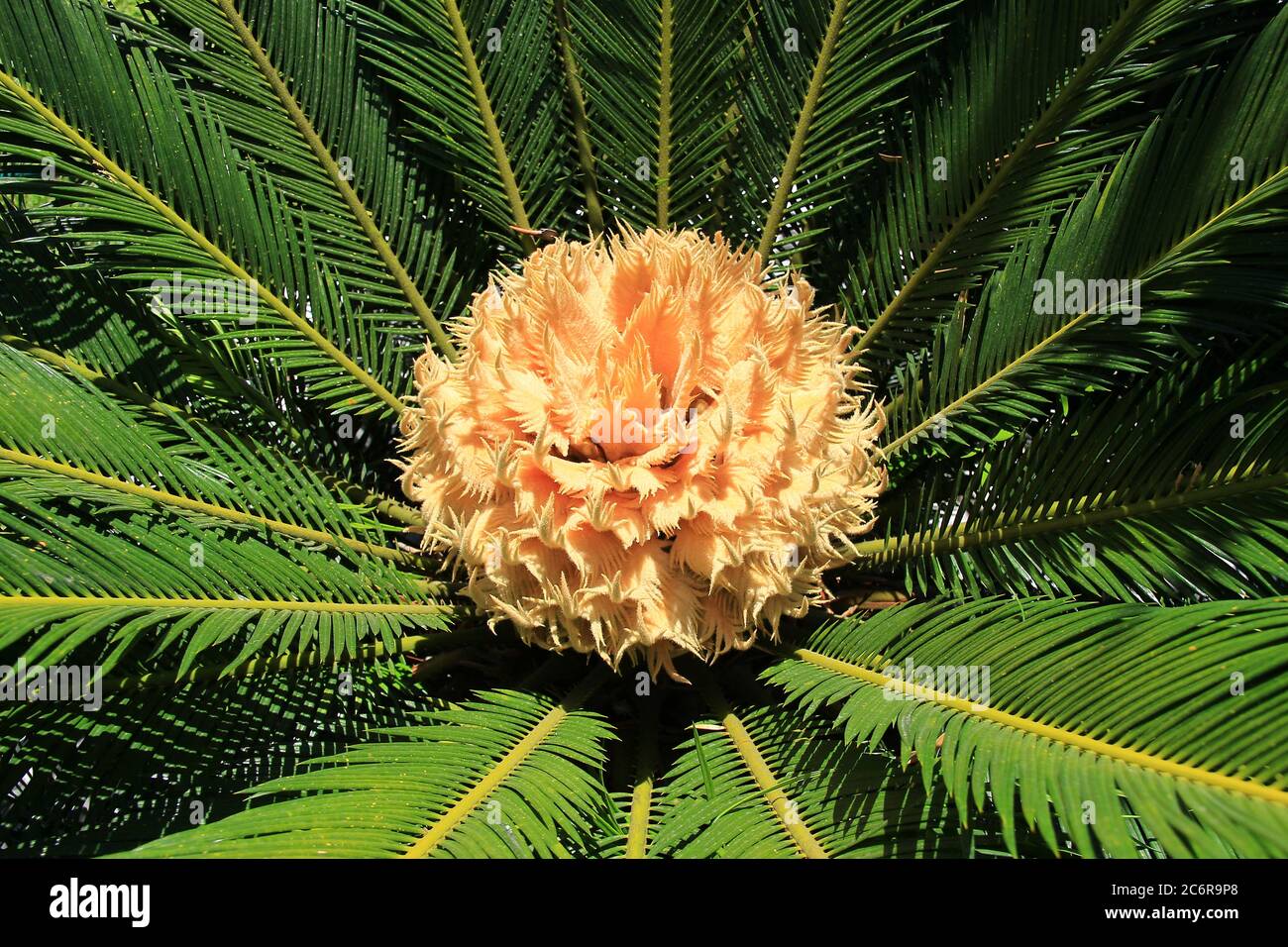 Cycas revoluta female palm tree flower blossom into evergreen leaves at summer Stock Photo