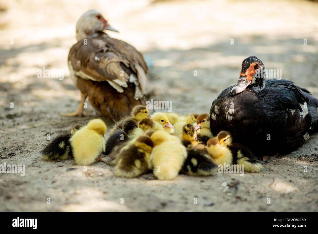 Mother Duck With Her Ducklings There Are Many Ducklings Following The Mother Stock Photo Alamy Mother Duck With Her Ducklings There Are Many Ducklings Following The Mother Stock Photo Alamy