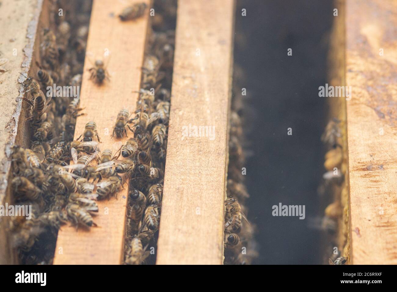 Bee hives in care of bees with and honey bees. beekeeper opened hive to set up an