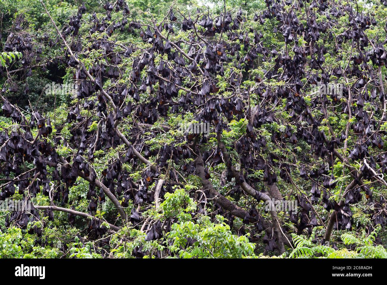 Sleeping Asian mega bats of the Philippines, roosting during daytime. Coronavirus source or carrier? Stock Photo