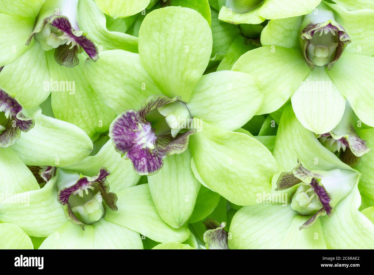 Close up floral background image of green dendrobium orchids. Stock Photo