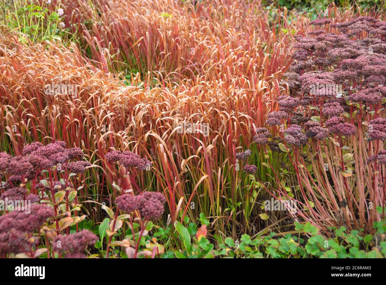 Japanisches Blutgtras Imperata cylindrica Red Baron, Japanese Blutgtras Imperata cylindrica Red Baron Stock Photo