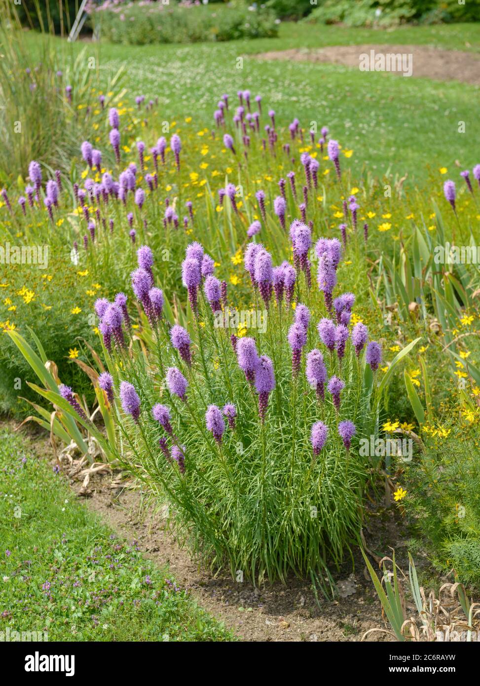 Spiked Blazing Star