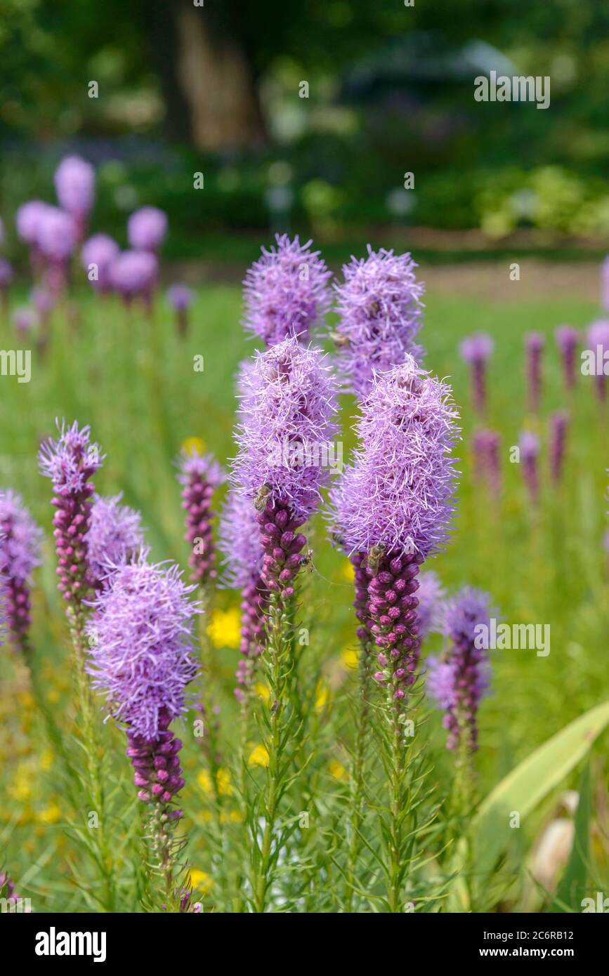 Spiked Blazing Star