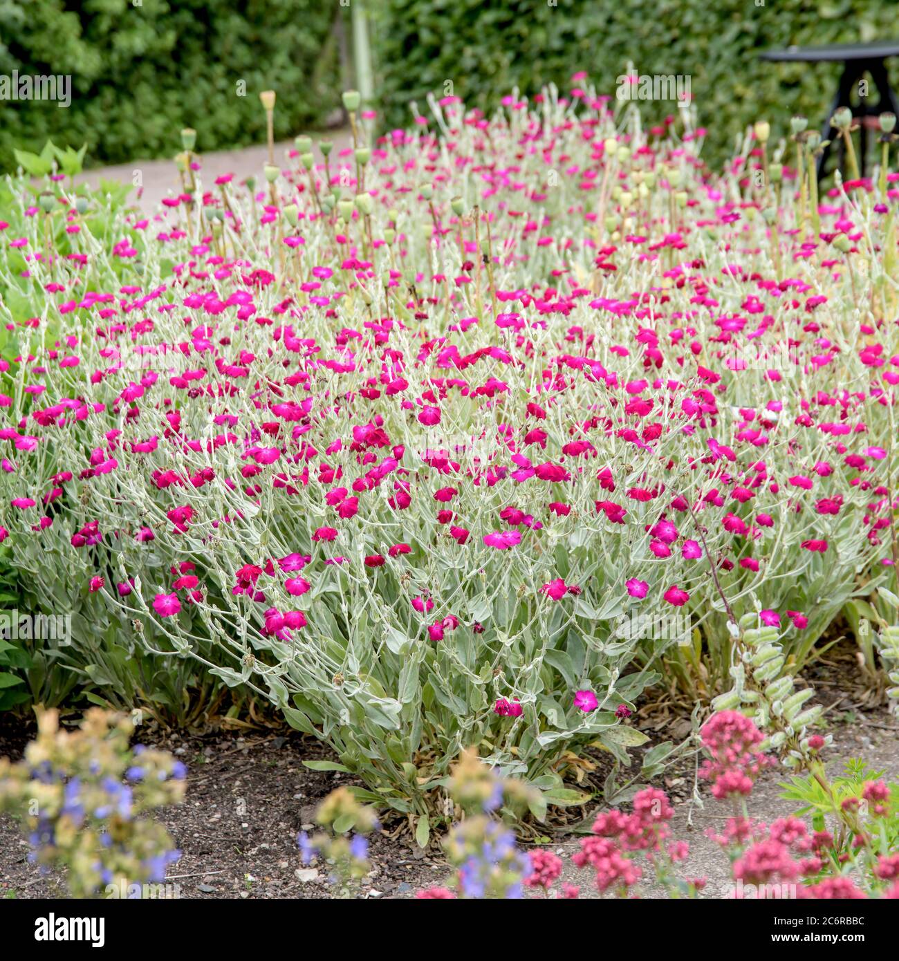 Kronen-Lichtnelke Lychnis coronaria, Silene coronaria Lychnis coronaria  Stock Photo - Alamy