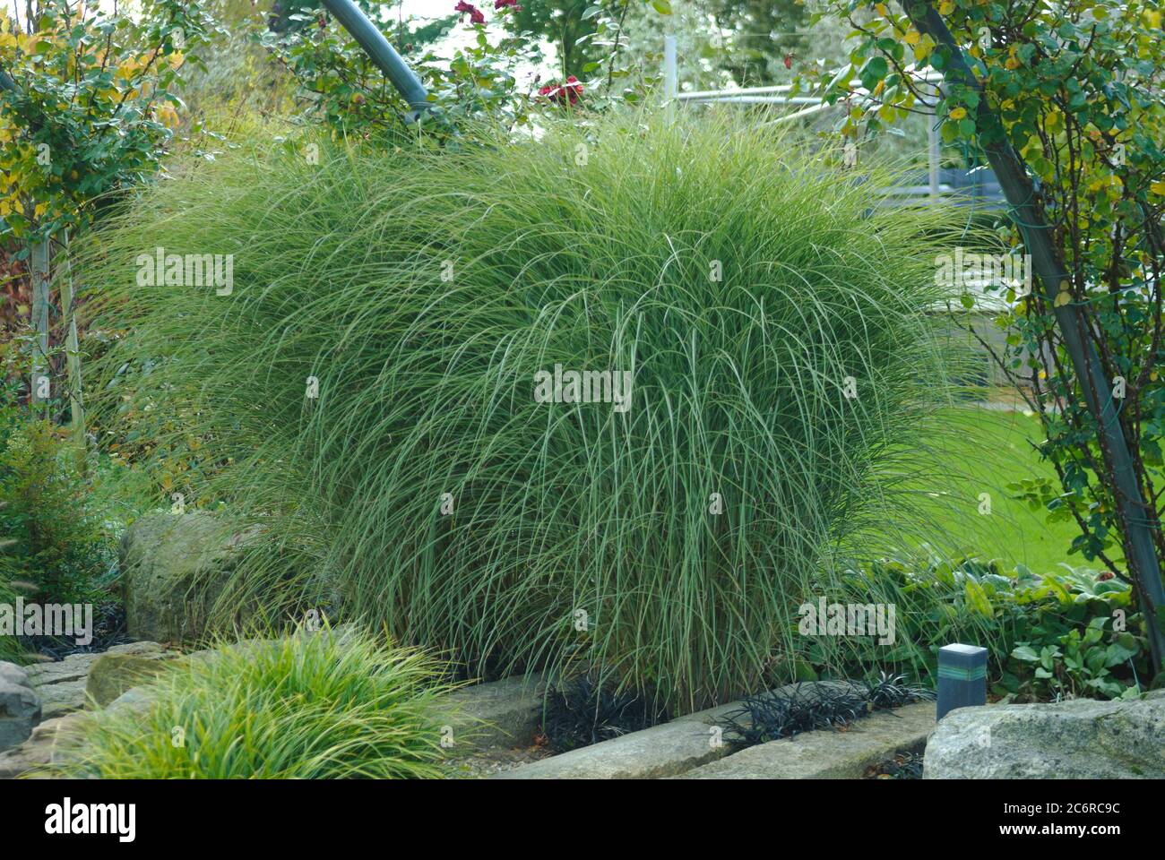 Chinaschilf Miscanthus Sinensis Morning Light Miscanthus Miscanthus Sinensis Morning Light Stock Photo Alamy