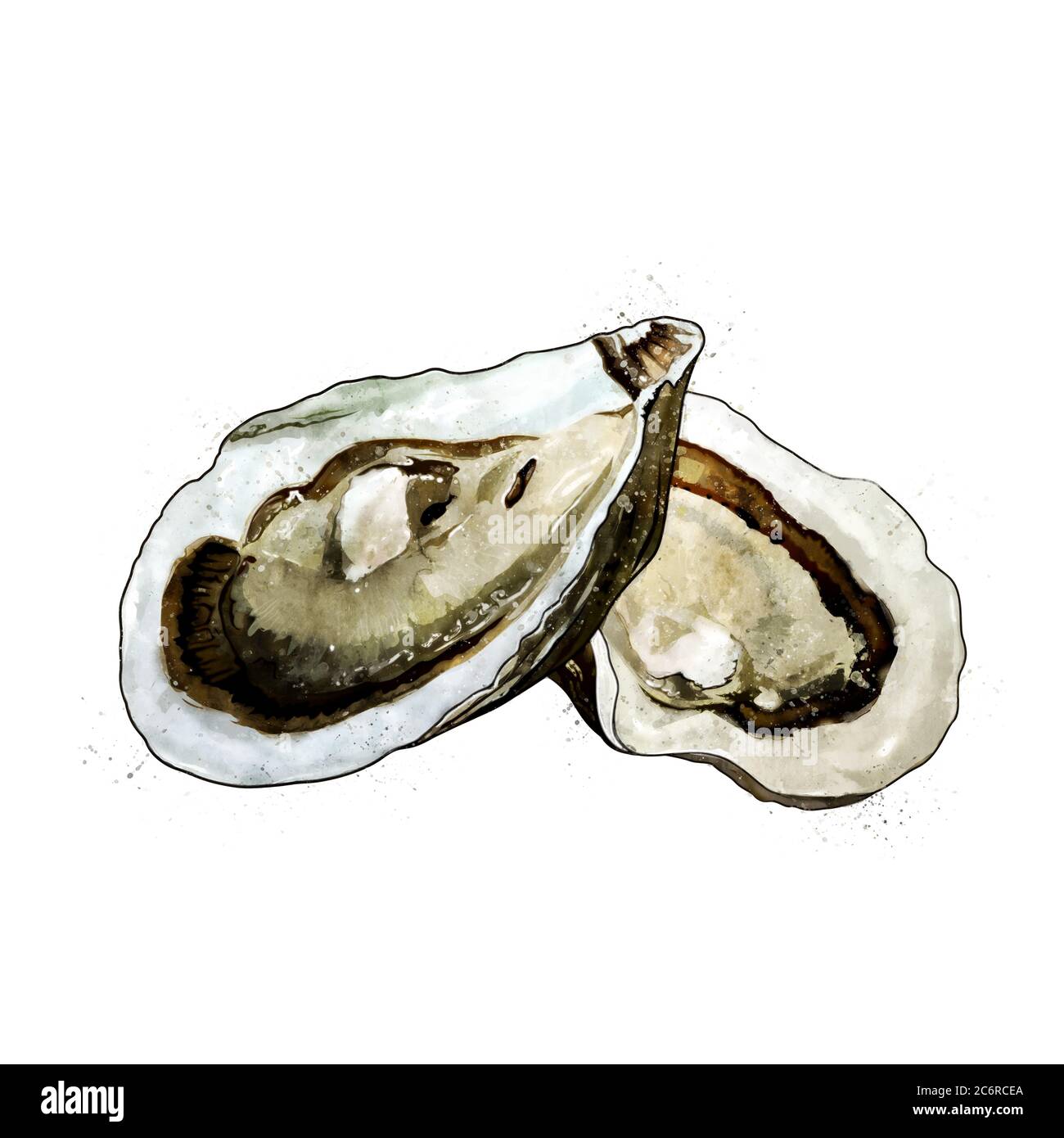 Oyster, watercolor isolated illustration of bivalve mollusks. Stock Photo