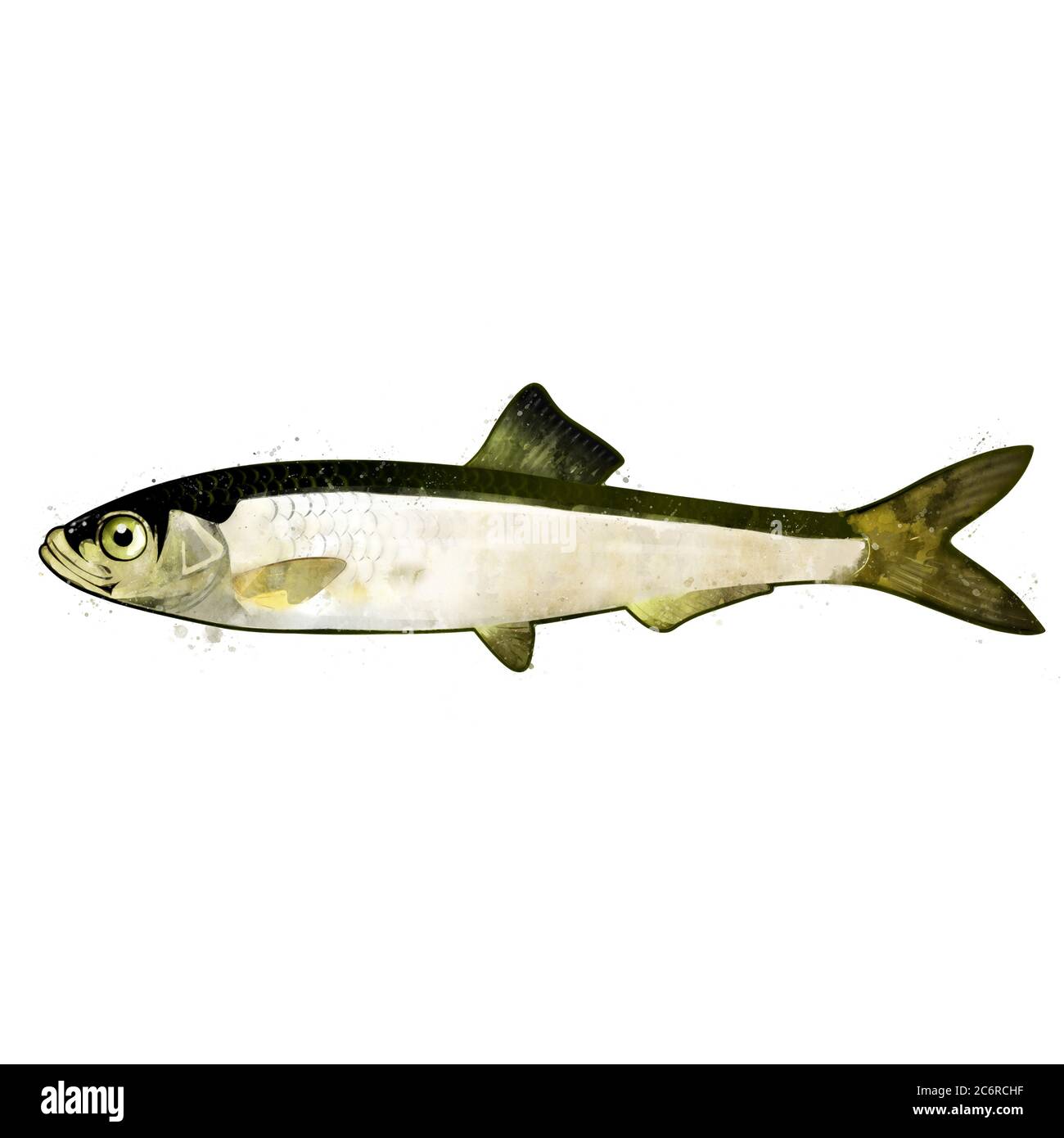 Sardine, watercolor isolated illustration of a small marine fish Stock
