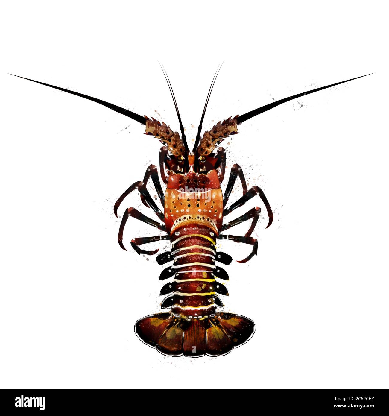 Spiny Lobster, watercolor isolated illustration of a crustacean Stock