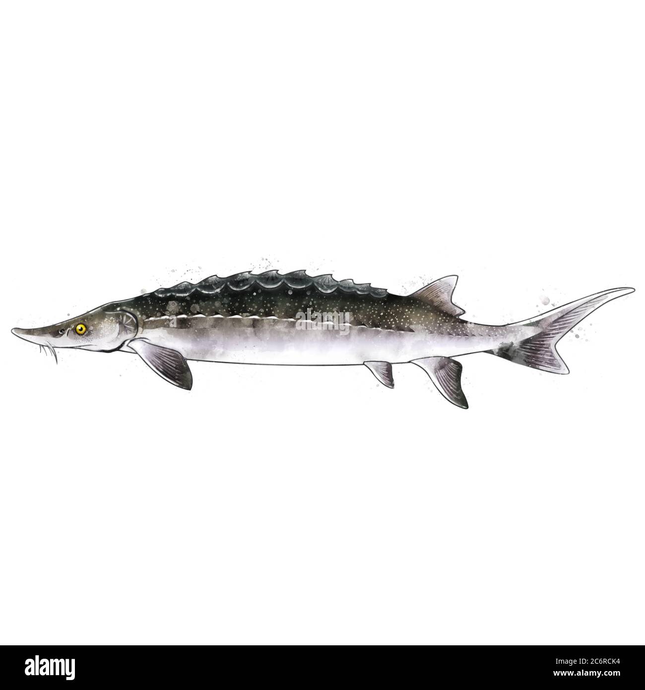 Featured image of post Sturgeon Spear Clipart