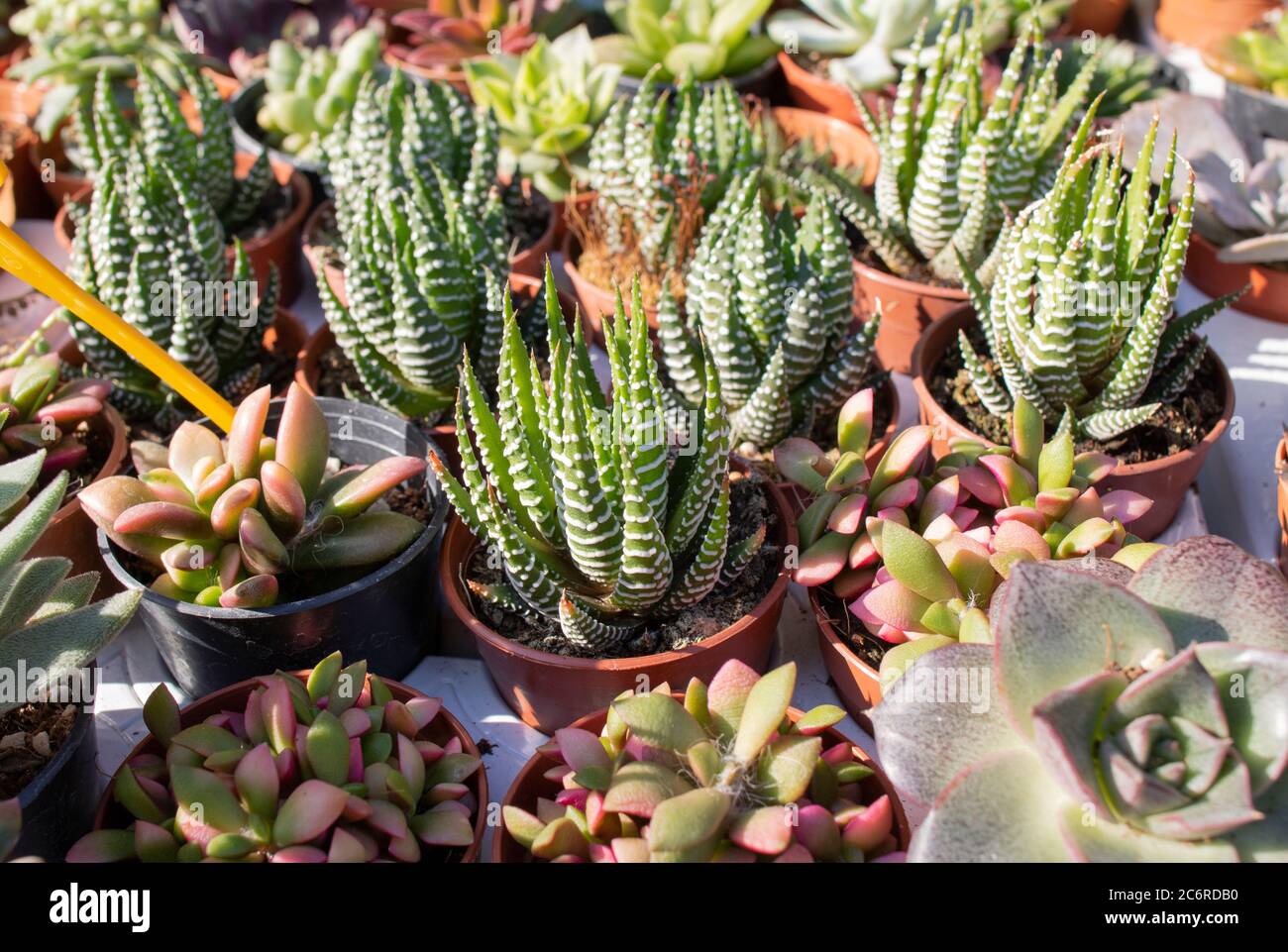 Large Haworthia reinwardtii growing as indoor plant in succulent collection. Stock Photo