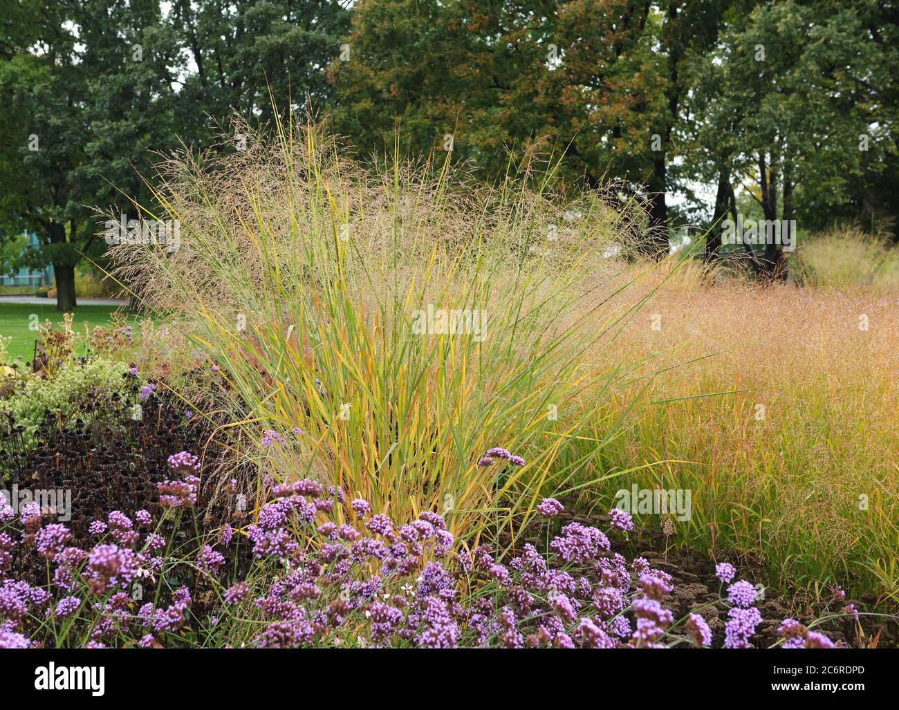 Rutenhirse Panicum virgatum Cloud Nine, Panicum virgatum switchgrass