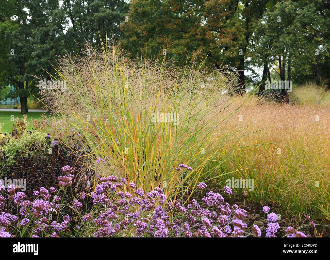 Rutenhirse Panicum virgatum Cloud Nine, Panicum virgatum switchgrass Cloud Nine Stock Photo