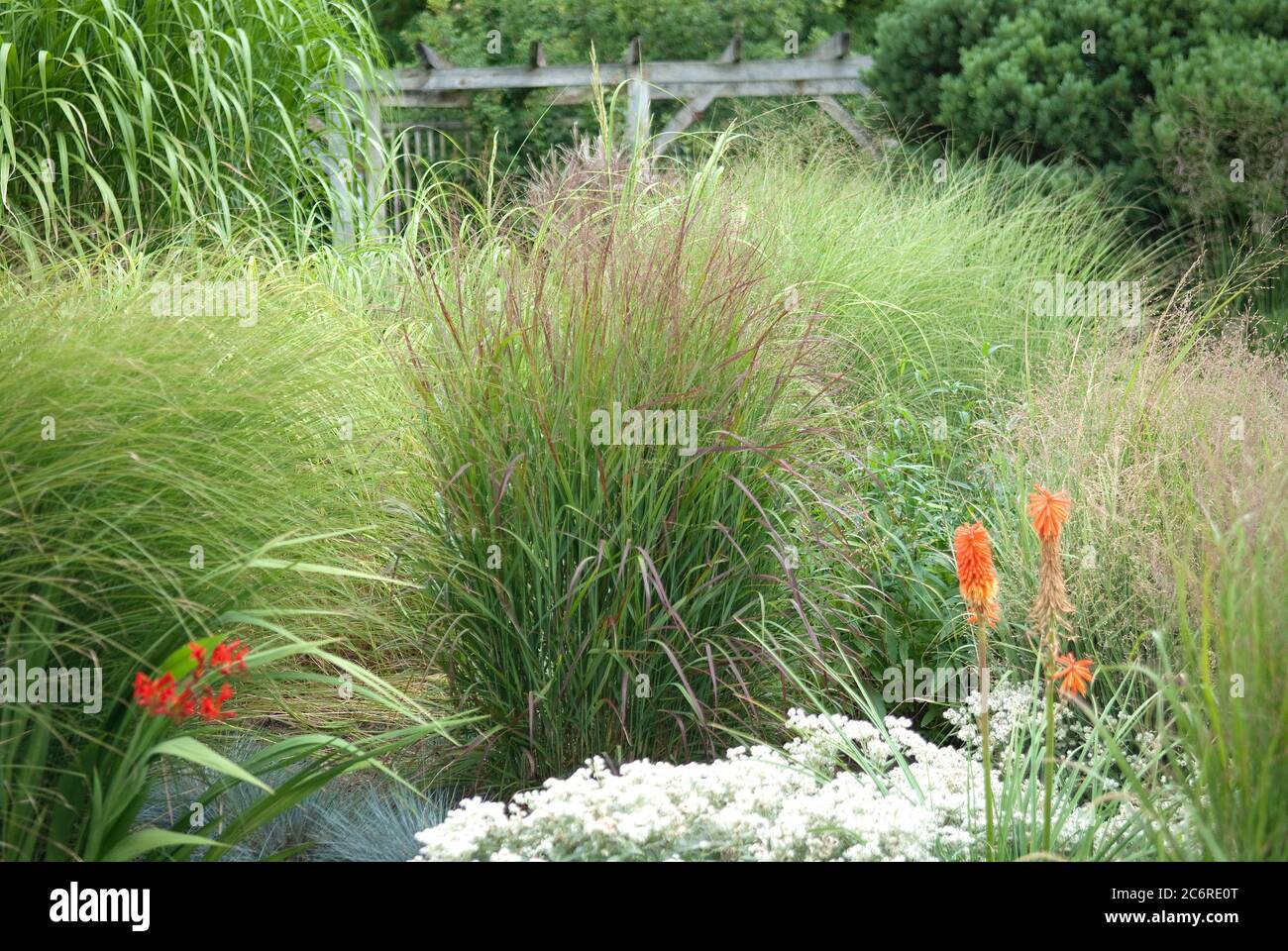 Graesergarten, Zierhirse Panicum virgatum Rotstrahlbusch, Grasses