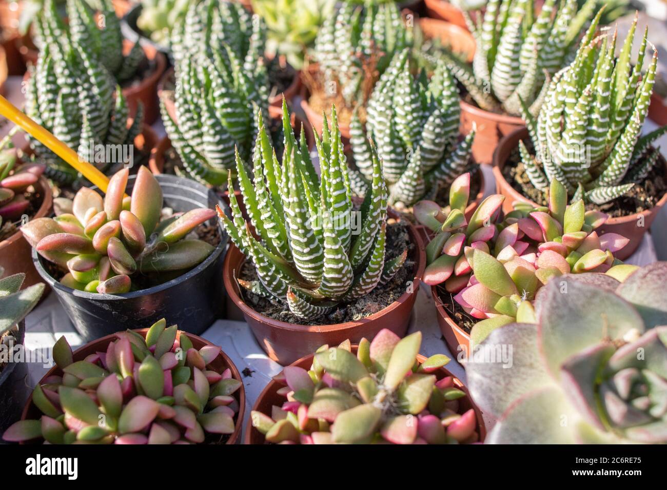 Large Haworthia reinwardtii growing as indoor plant in succulent collection. Stock Photo