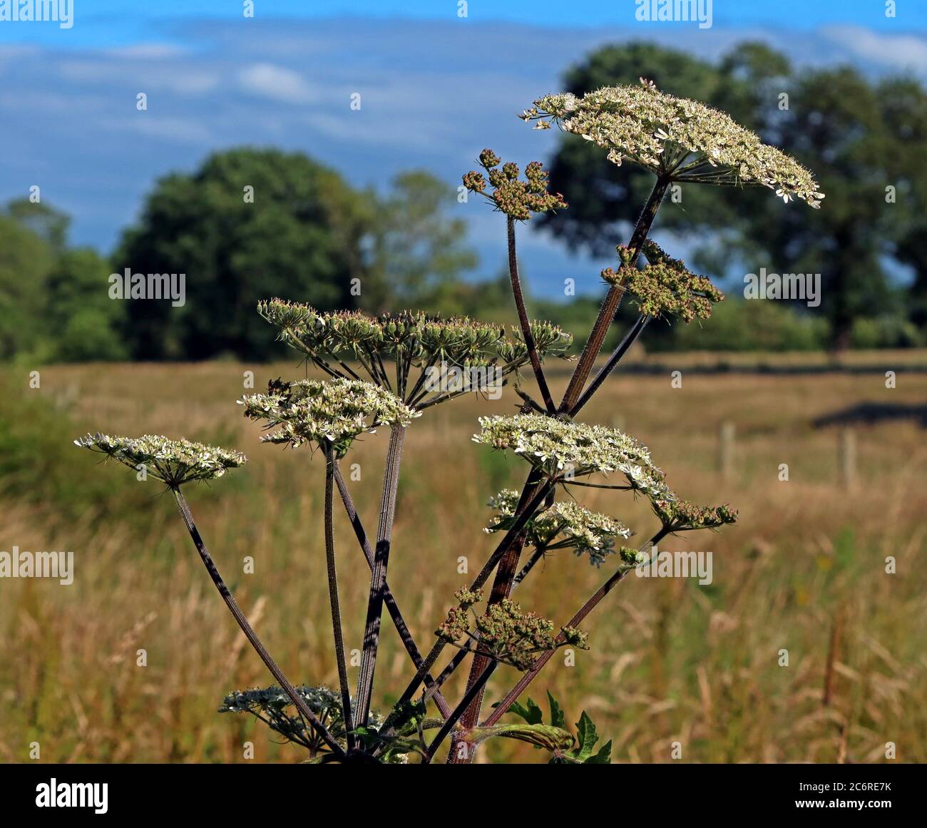 Cow Parsley,in a field,Cheshire,England,UK,Anthriscus sylvestris Stock Photo