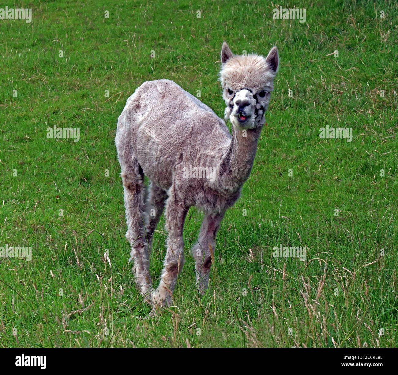 Recently clipped Alpaca, in a field, Thelwall,Warrington,Cheshire,England,Uk Stock Photo