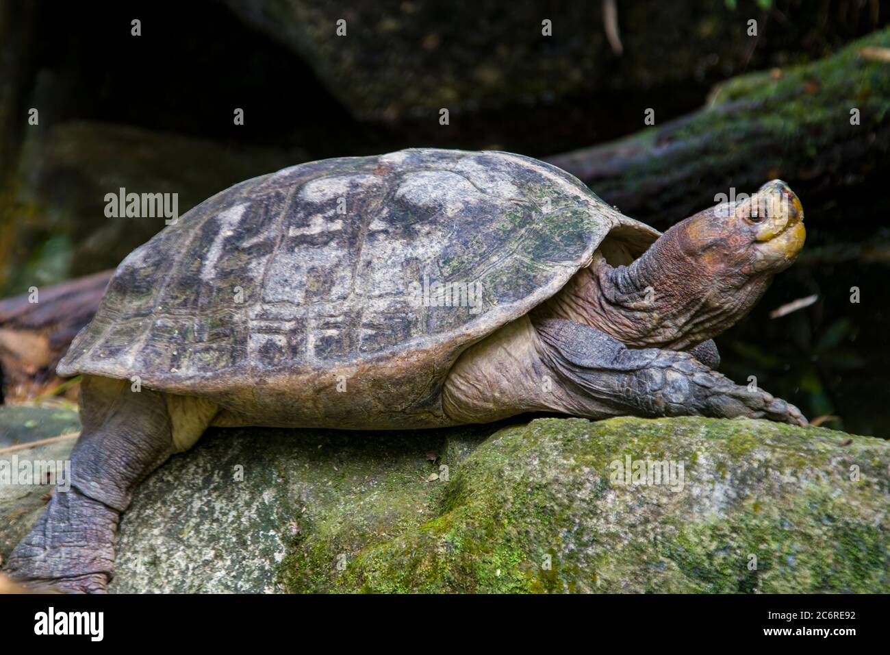 The Giant Asian pond turtle (Heosemys grandis) inhabits rivers, streams, marshes, and rice paddies from estuarine lowlands to moderate altitudes Stock Photo