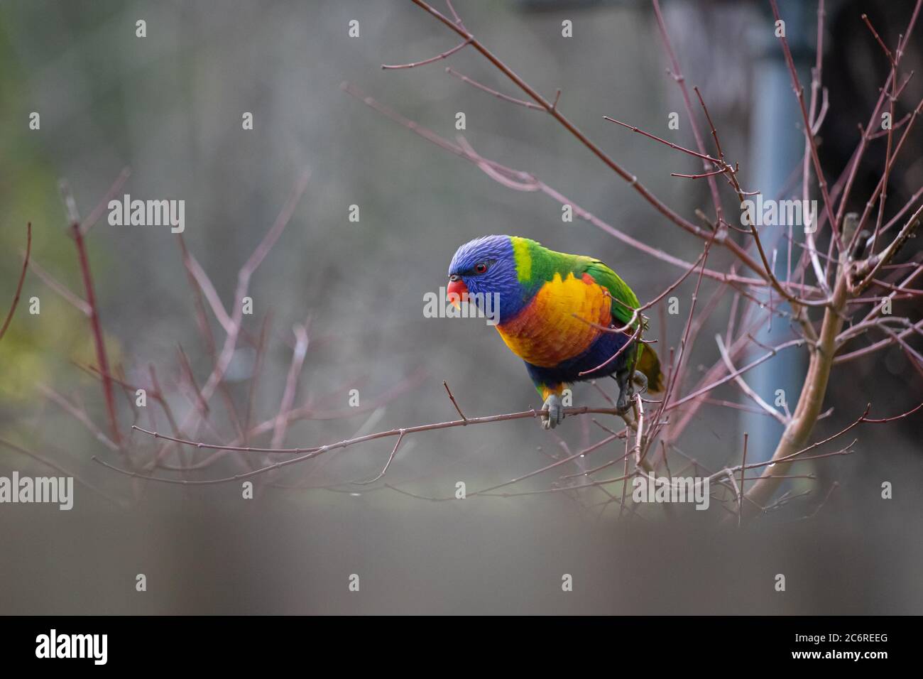 A Rainbow Lorikeet in a Tree Stock Photo