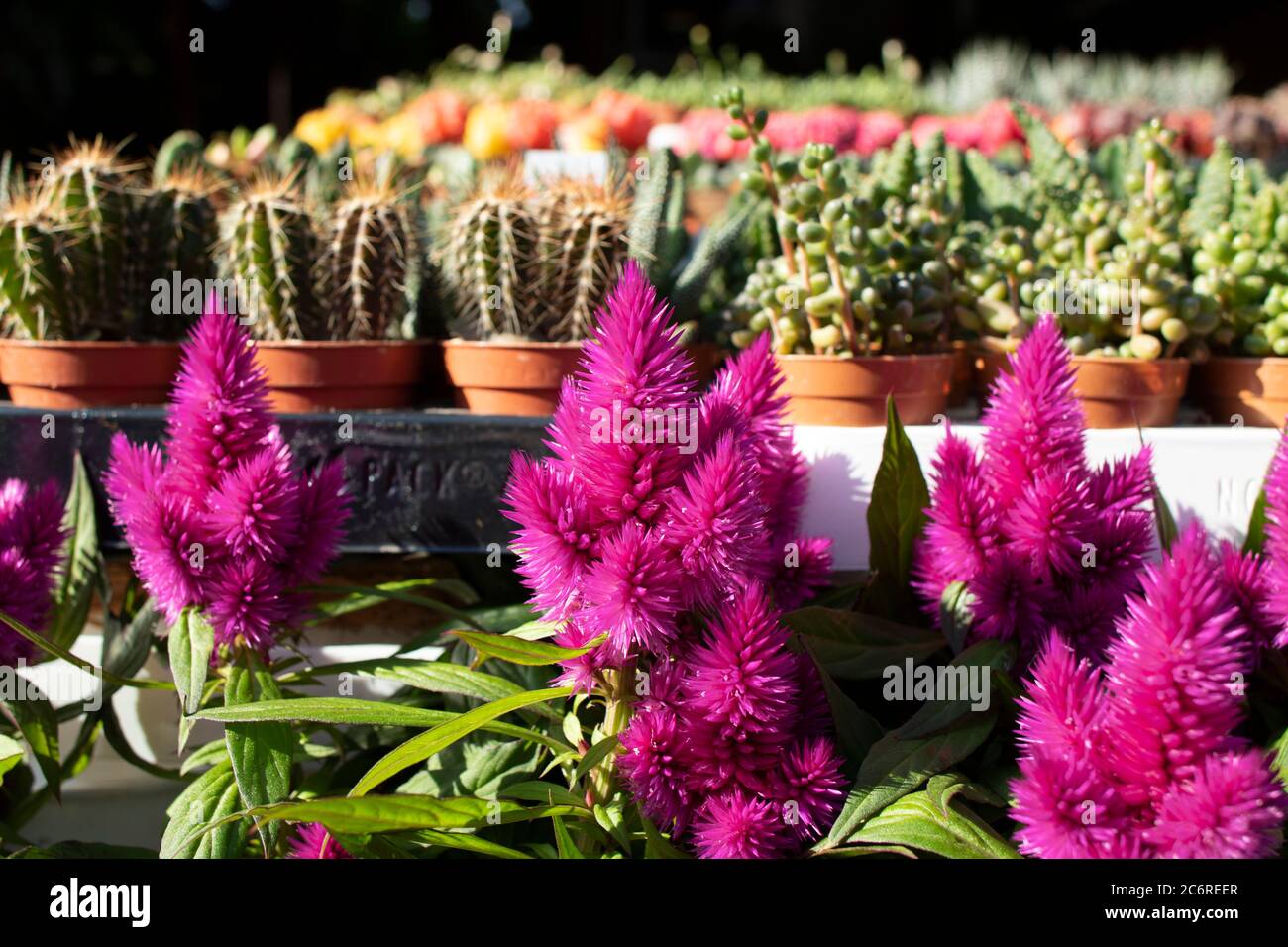Celosia cristata.Crested Celosia The flowers are a bunch of flowers. Stock Photo